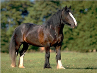 How to take a video to help sell your horse