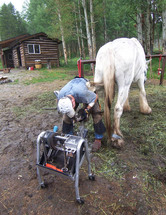 How to Shoe a Horse