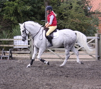 How to ride a horse - building a relationship
