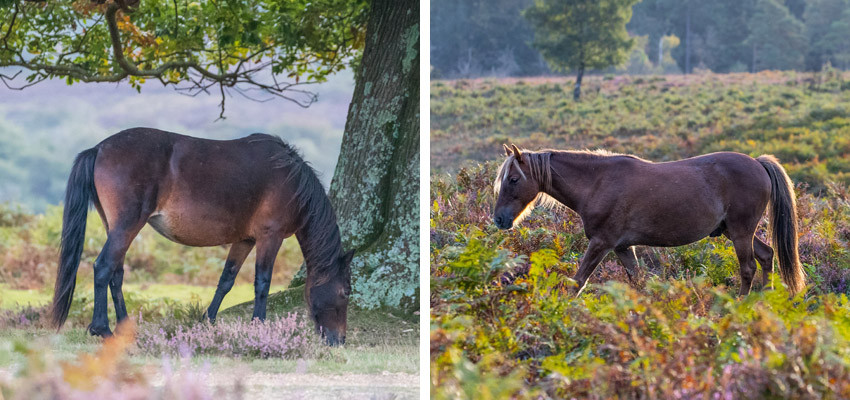 New Forest Pony