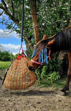 Horse eating forage from a slow-feed haynet
