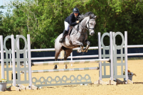 16.1hh All-Rounder