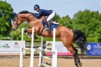 15.2hh Competition Horse