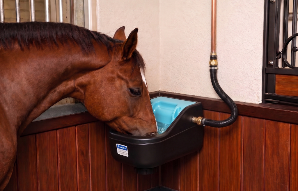 Paxton WT4 automatic drinking bowl in use