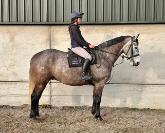 "Sydney" All Rounder
