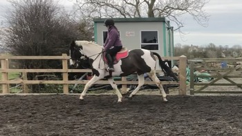 "Dash of Flash" Coloured All Rounder