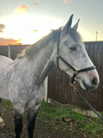 "Lenny" All Rounder