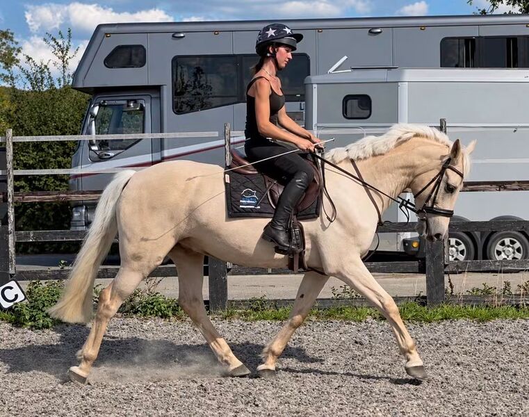 All Rounders Irish - "Odin"   All Rounder