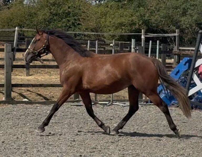 TB x maxi cob