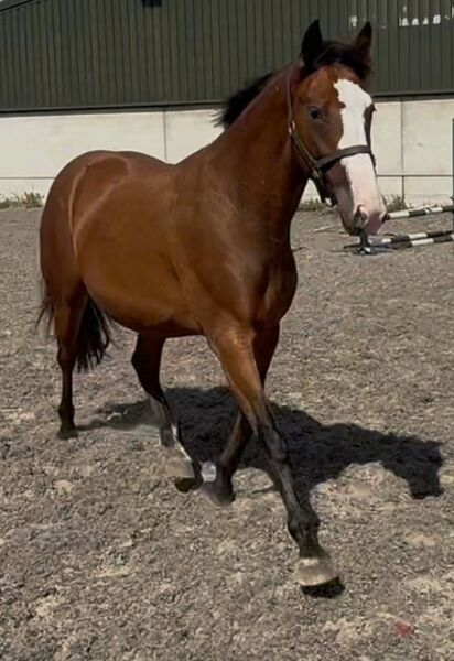 TB x maxi cob {TYPE}