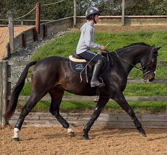"Olaf" All Rounder