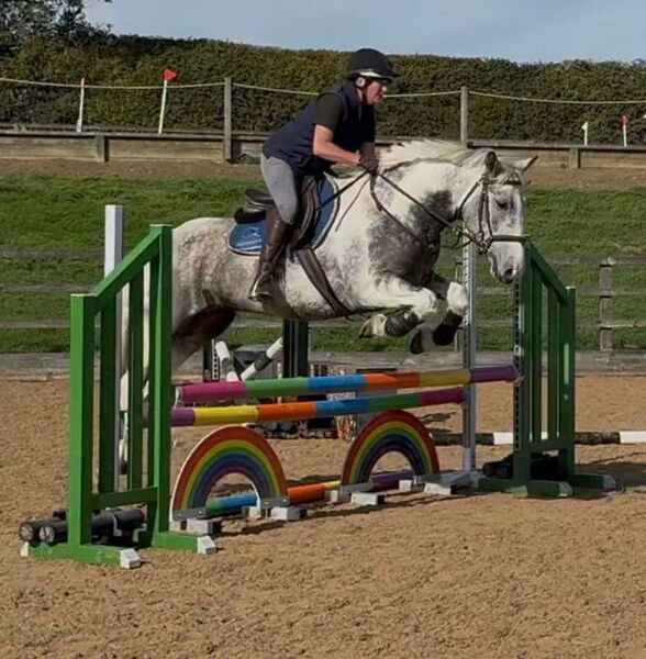 "Baloo"   All Rounder - All Rounders ID x cob