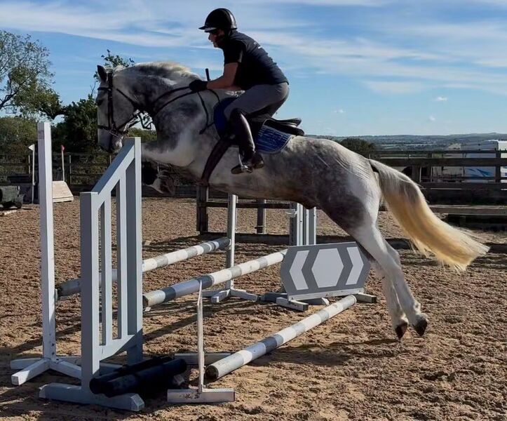 "Baloo"   All Rounder - ID x cob