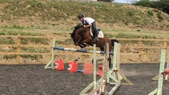 "" Bay Gelding Show Jumper