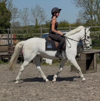 "Sparkle"   All Rounder