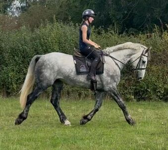 "Greyson" All Rounder