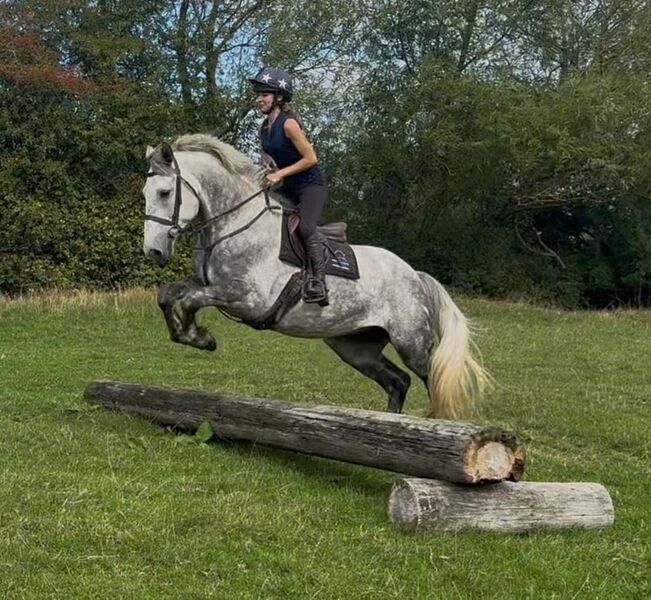 All Rounders Irish Draught - "Greyson"   All Rounder