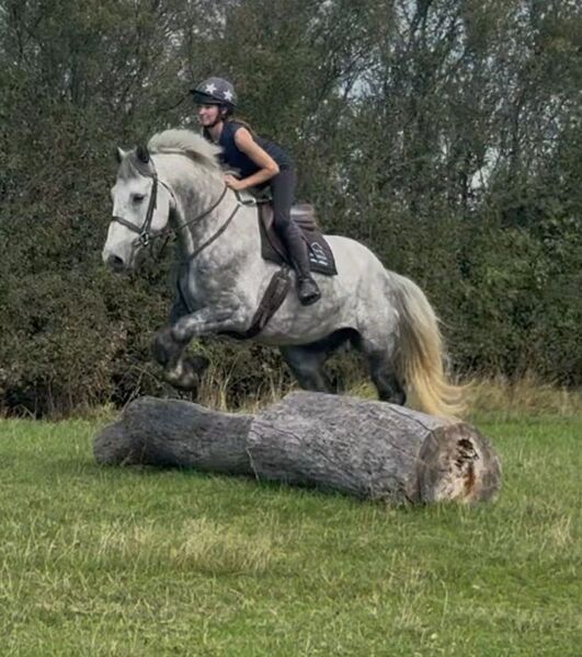 "Greyson"   All Rounder - All Rounders Irish Draught