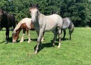 "Foals of 2022, 2023, 2024"  Colt Youngstock / Foal