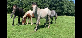 "Foals of 2022, 2023, 2024"  Colt Youngstock / Foal