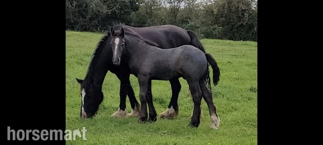 Percheron