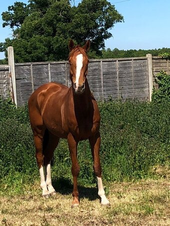 "Jaycols Star" Chestnut Gelding Companion Horse