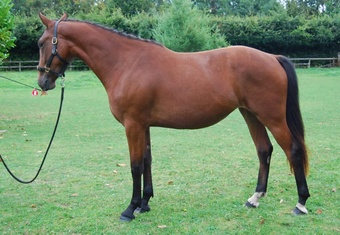 "Super" Bay Filly All Rounder