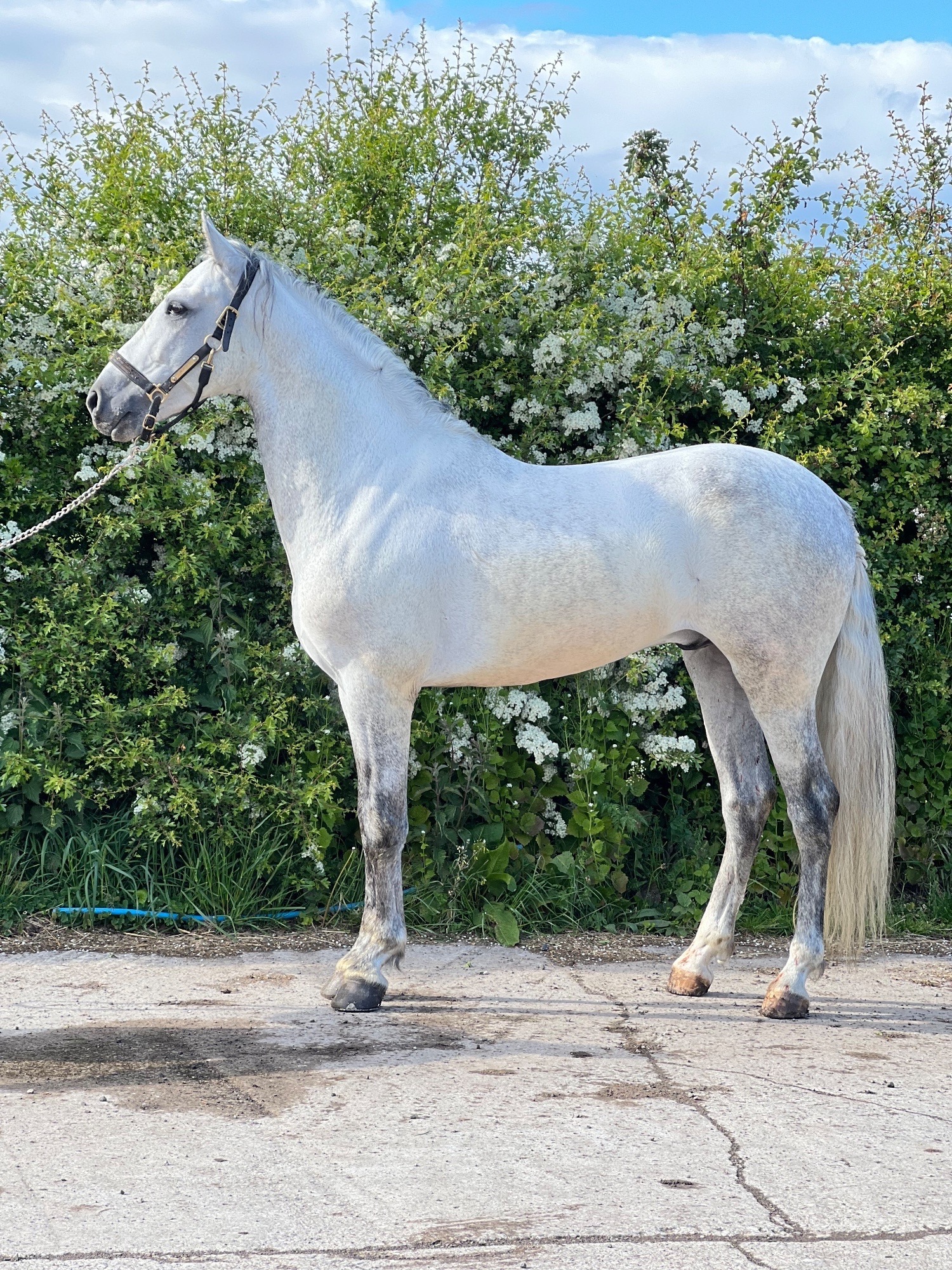  "Cloud " Grey Gelding All Rounder