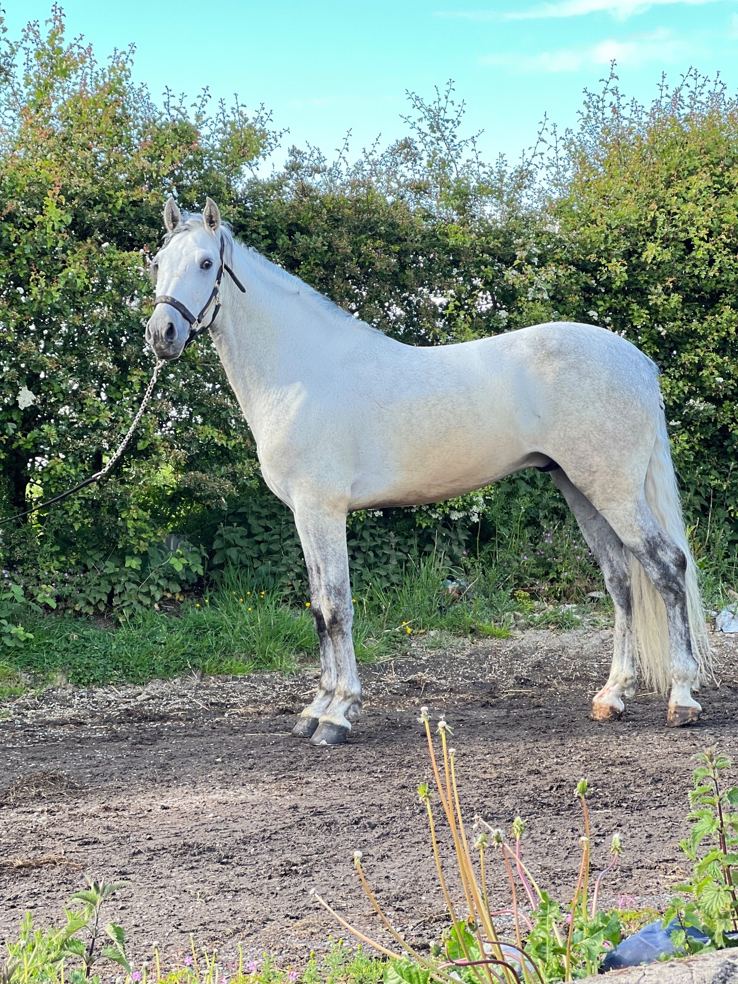 "Cloud " Grey Gelding All Rounder - All Rounders