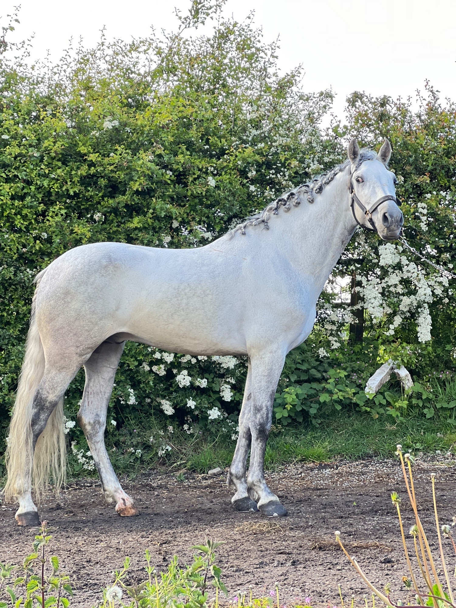 "Cloud " Grey Gelding All Rounder 