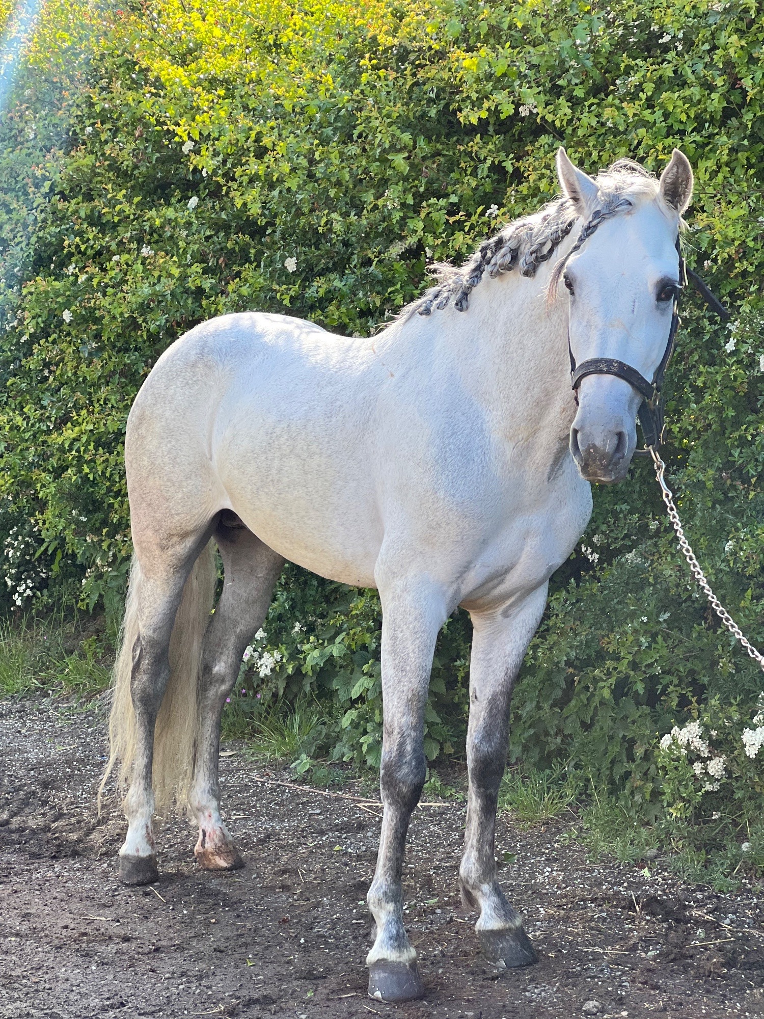 All Rounders - "Cloud " Grey Gelding All Rounder in 