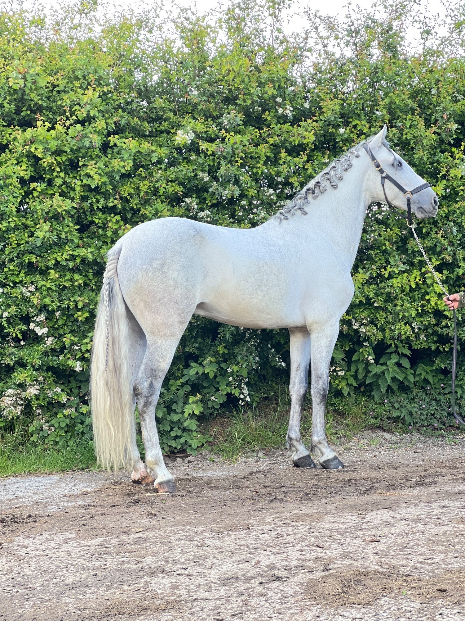 All Rounders  - "Cloud " Grey Gelding All Rounder
