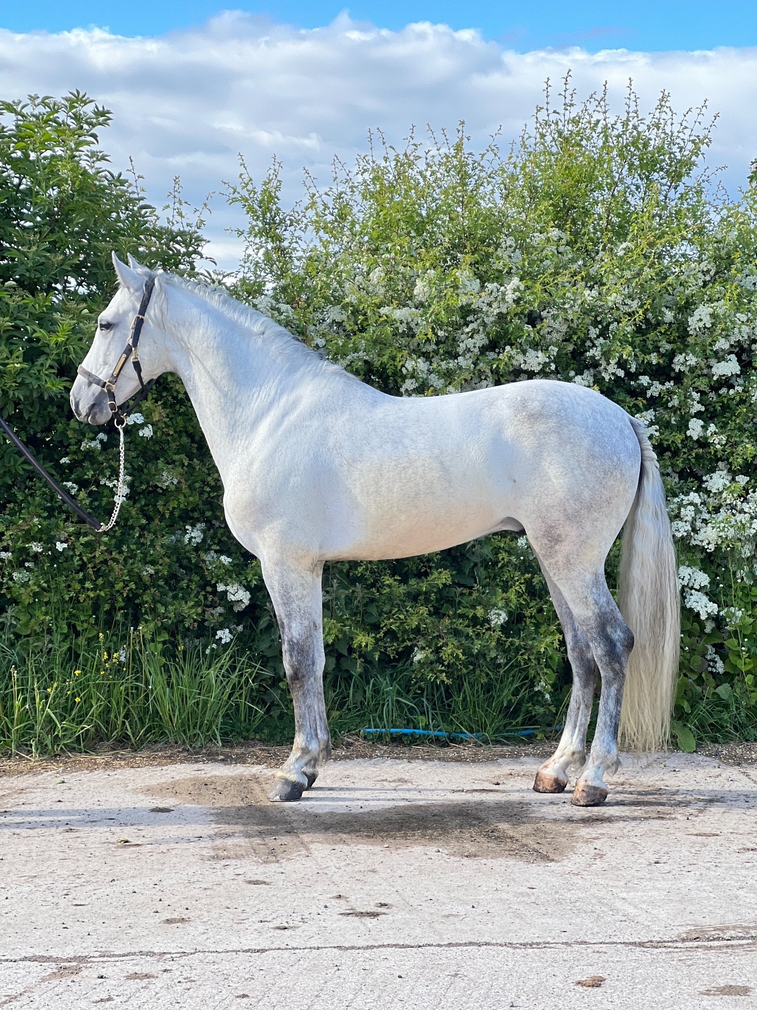"Cloud " Grey Gelding All Rounder - All Rounders 
