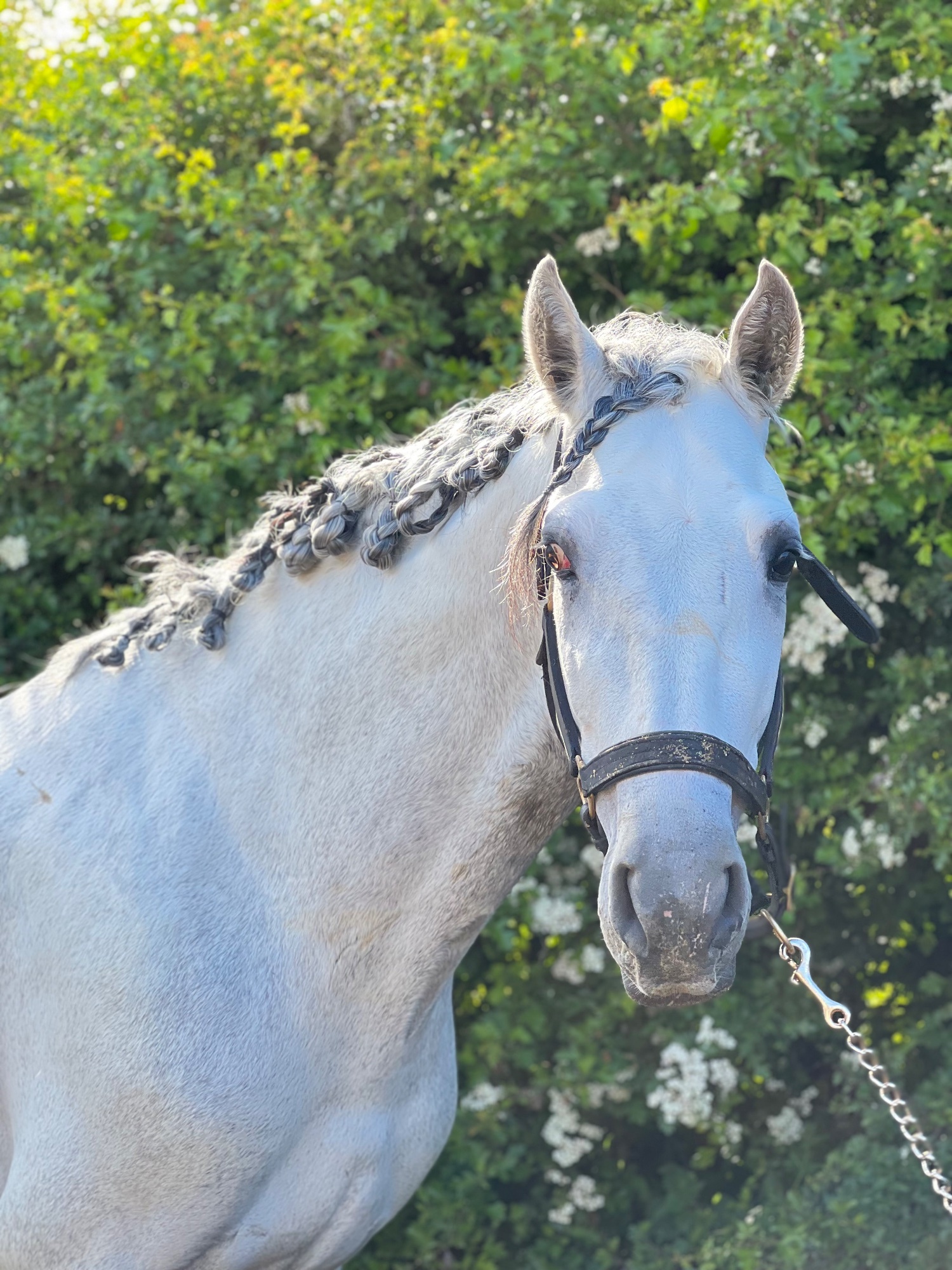 "Cloud " Grey Gelding All Rounder - All Rounders