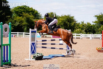 "Hawkhill Flash (Ted)" Chestnut Gelding Show Jumper