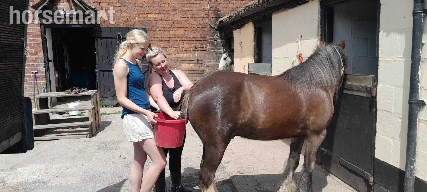 "Rupert" Liver Chestnut Gelding Cob/Heavy Horse - Cobs & Heavy Horses