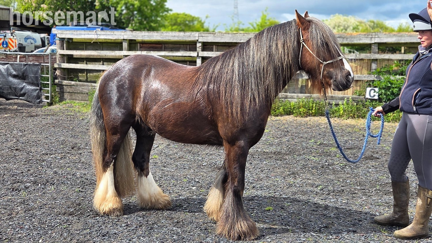 "Rupert" Liver Chestnut Gelding Cob/Heavy Horse in 