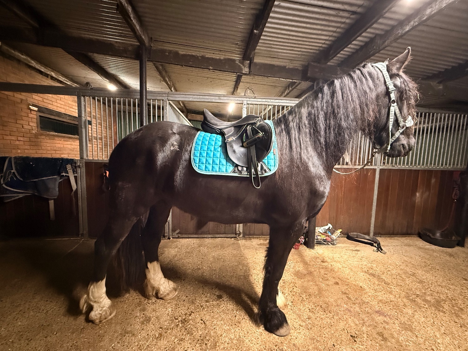 "A Sky Full Of Stars " Black Gelding Youngstock / Foal