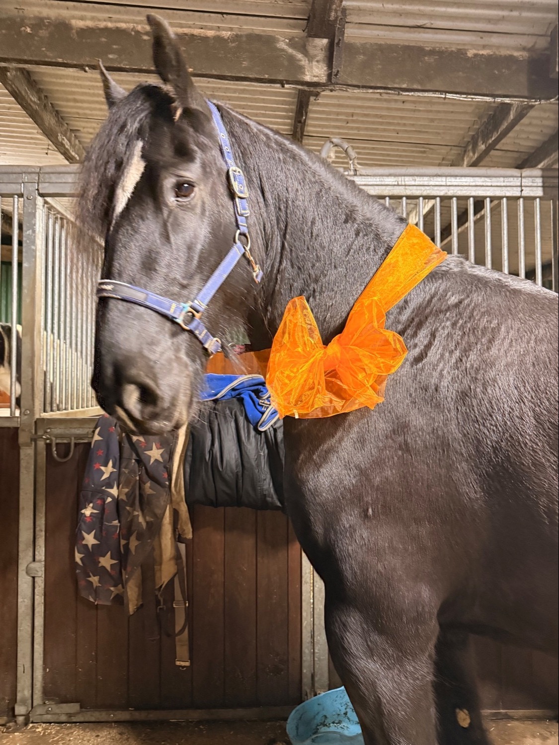  "A Sky Full Of Stars " Black Gelding Youngstock / Foal