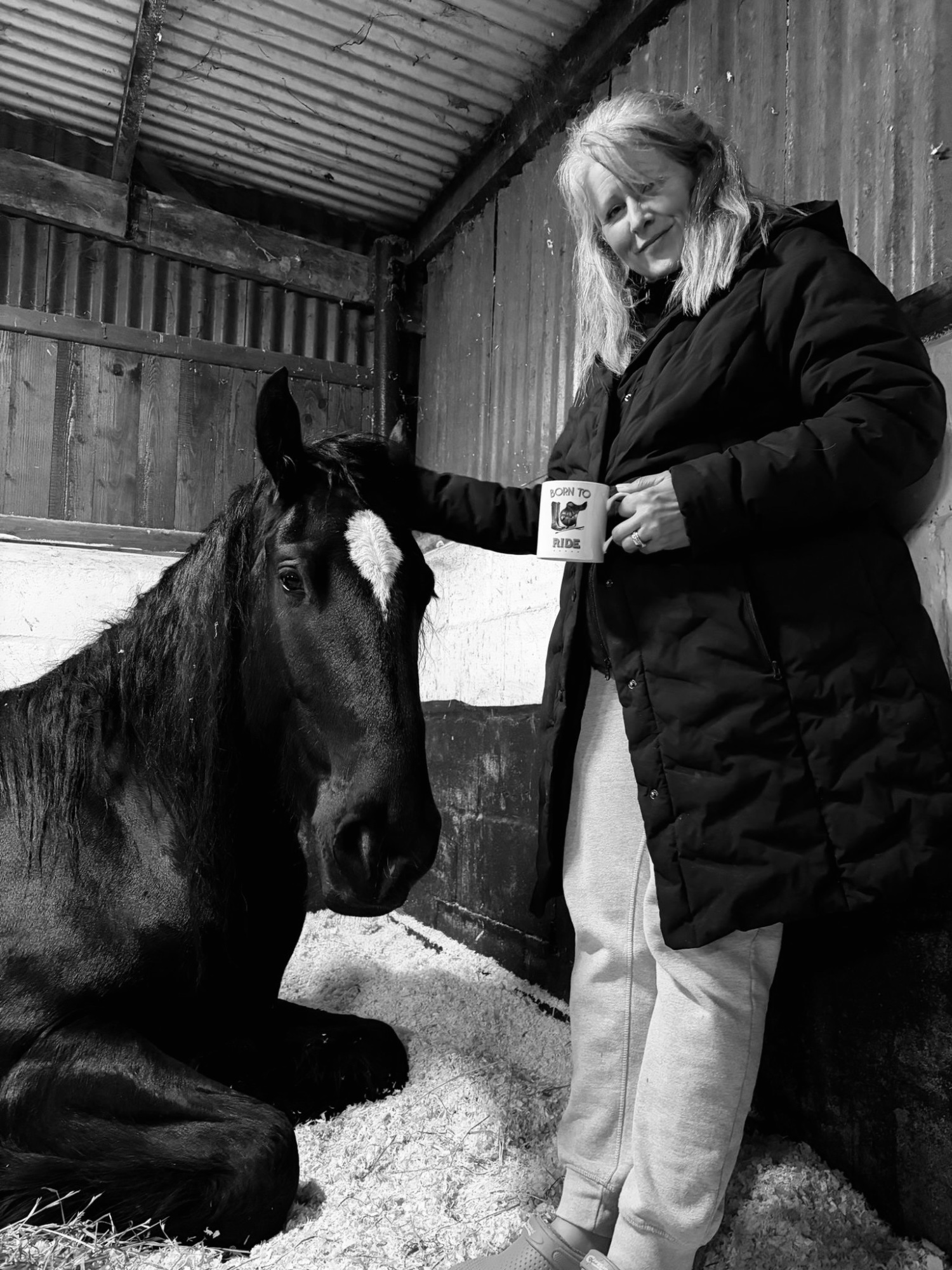 "A Sky Full Of Stars " Black Gelding Youngstock / Foal - Youngstock and Foals