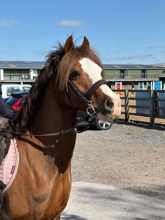"" Liver Chestnut Gelding All Rounder