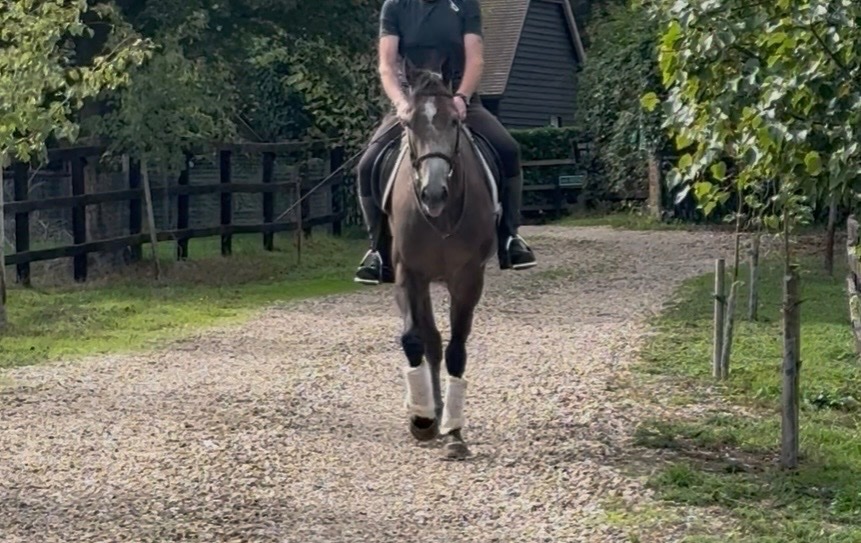 "Phoenix " Rose Grey Gelding Ex Racehorse - Ex Racehorses 