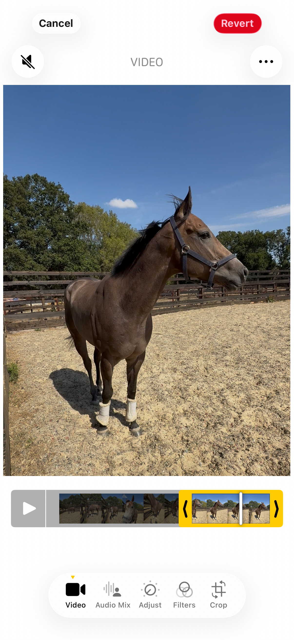 Ex Racehorses - "Phoenix " Rose Grey Gelding Ex Racehorse