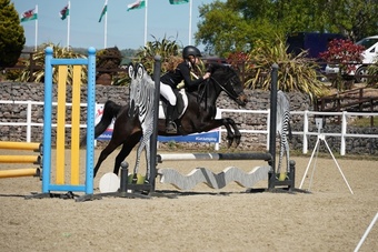 "Hollyvale Minetta " Black Mare Pony Club Pony