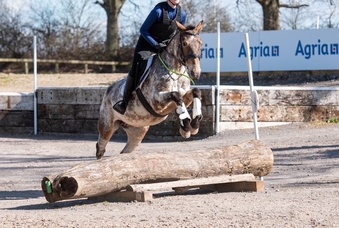 "Penny" Spotted Mare All Rounder