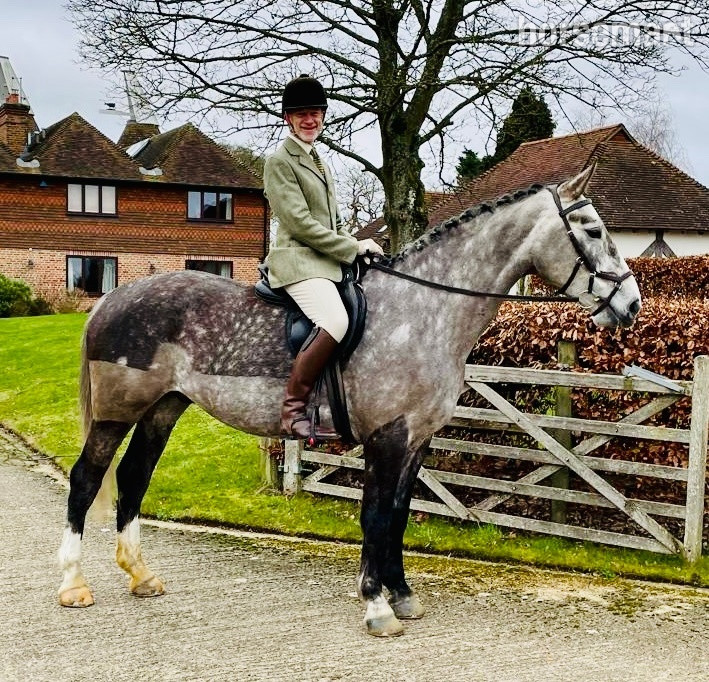 "Wallace" Grey Gelding All Rounder in 