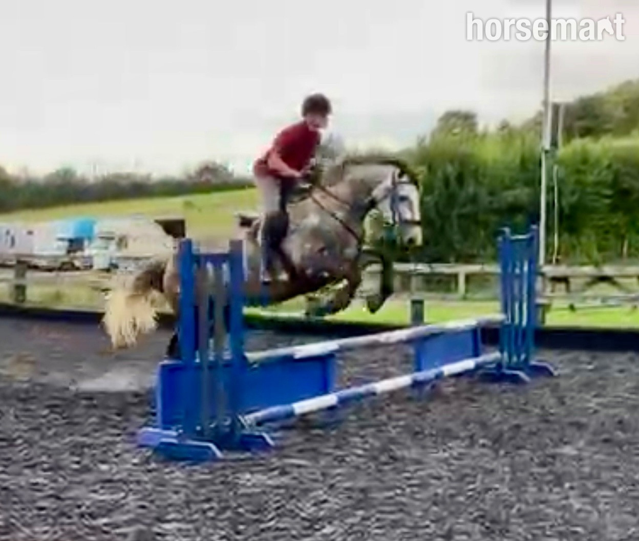 All Rounders  - "Wallace" Grey Gelding All Rounder