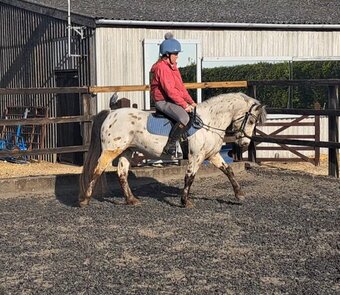 "Jim" Spotted Gelding All Rounder