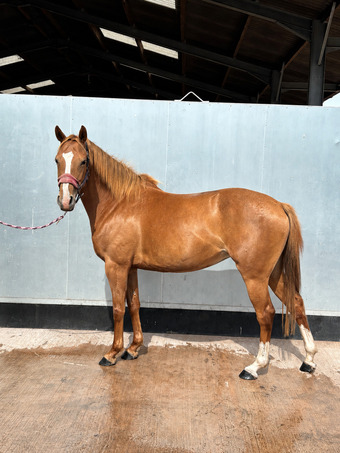 "Princess Jazz" Chestnut Mare Young Sport Horse