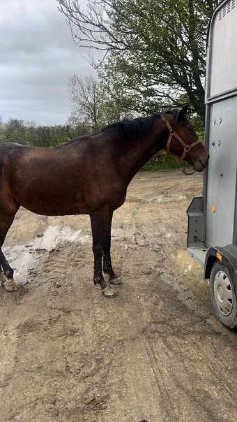 "Prim" Bay Mare All Rounder
